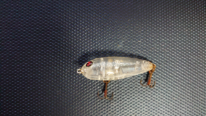 月下美人 漂 40F