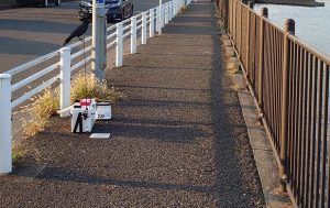 釣り場でカラス